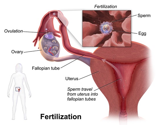 Fertilization. By BruceBlaus.Medical gallery of Blausen Medical 2014. WikiJournal of Medicine
